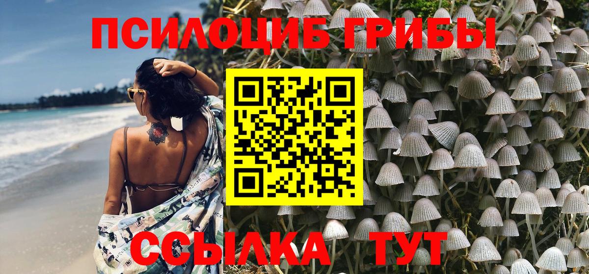 Псилоцибиновые грибы Psilocybe Майкоп